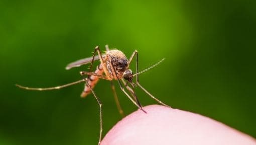 An image of a mosquito biting someone