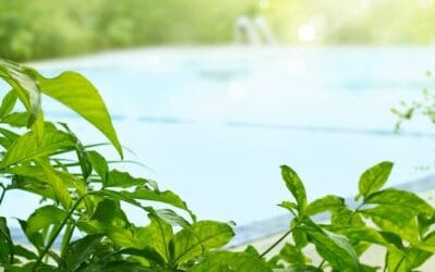 The Best Plants to Go Around Your Florida Pool