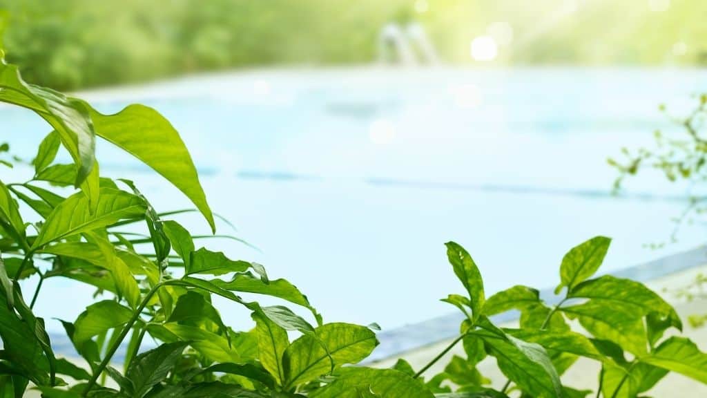 The Best Plants to Go Around Your Florida Pool