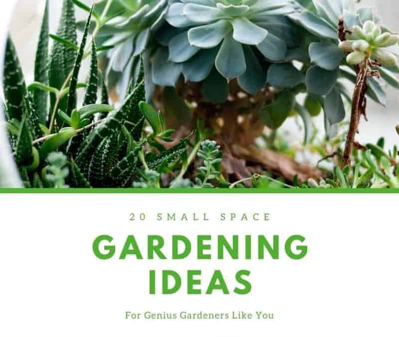 20 Small Space Gardening Ideas for Genius Gardeners