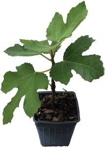 potted fig trees