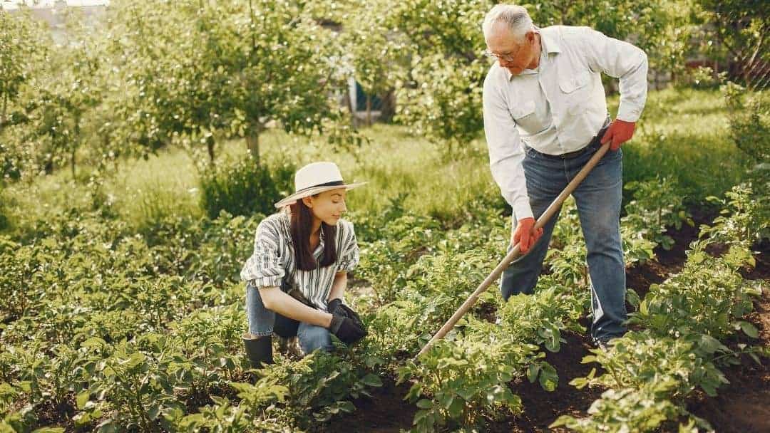 Two people working in a garden.