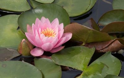 Fertilizer for Water Plants – How to Care for Aquatic Plants With Water Soluble Plant Fertilizer