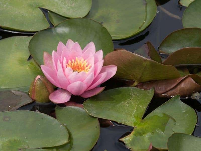 Aquatic plants in a pond