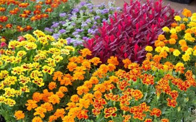 How to Grow Bedding Plants: Tips for Gardeners and Landscape Pros