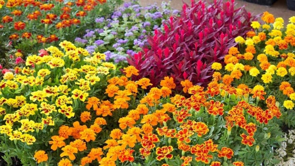 How to Grow Bedding Plants Tips for Gardeners and Landscape Pros