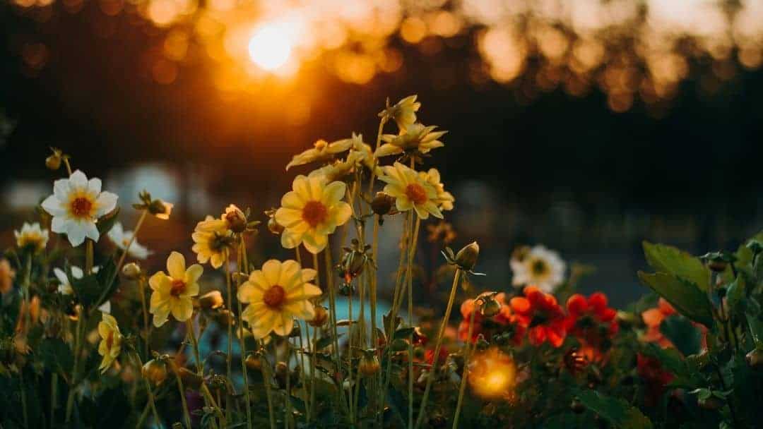 A decorative image showing a sunset and several flower plants.