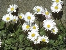 daisies