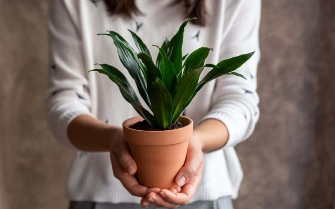 Woman holding a dracaena plant in a terra cotta pot.