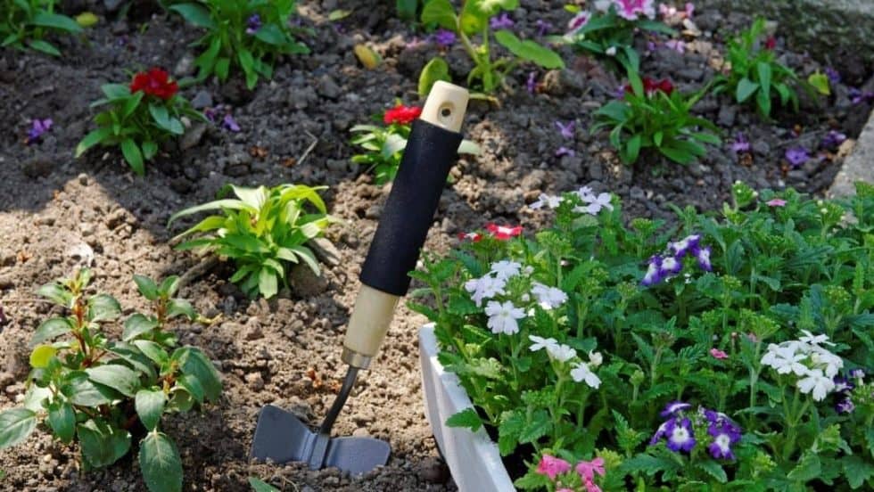 How to Grow Bedding Plants Tips for Gardeners and Landscape Pros