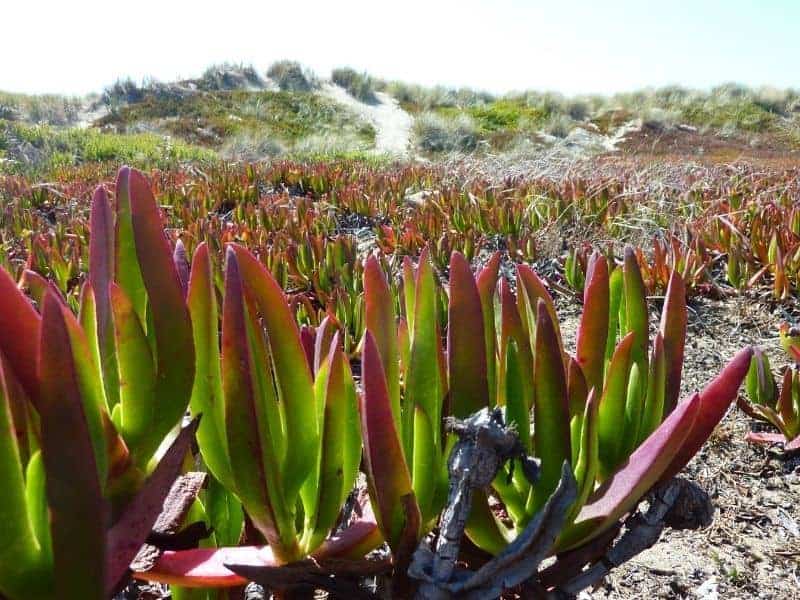 ice plant