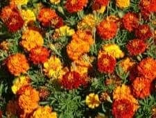 marigolds