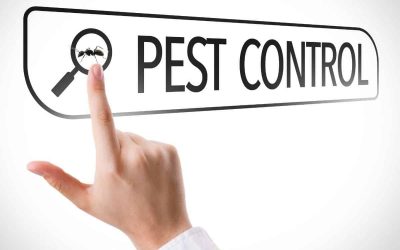 Organic Ant Killer – 9 Natural Solutions for Killing Ants