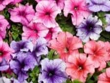 petunias