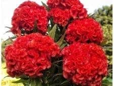 red celosia flower