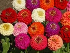 Zinnia