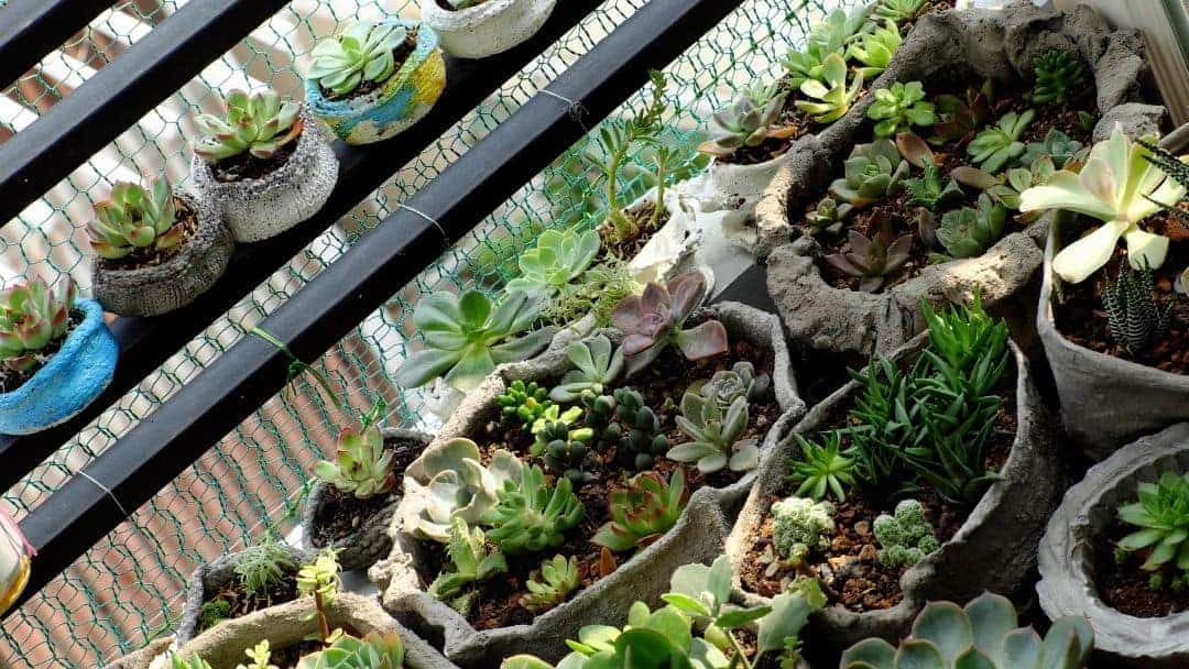 A balcony succulent garden made with small containers.