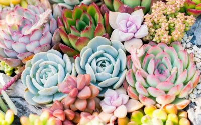 Succulent Balcony Ideas for Your Apartment Garden