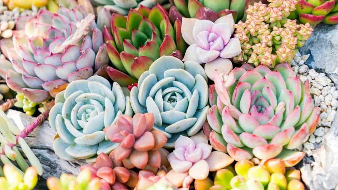 Beautiful Small Space Succulent Garden on a Balcony