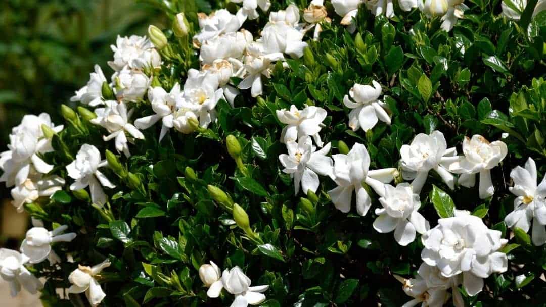 gardenia leaves and flowers