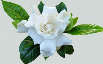 Gardenia Plant Care – Including Our Review of the Best Gardenia Plant Fertilizer