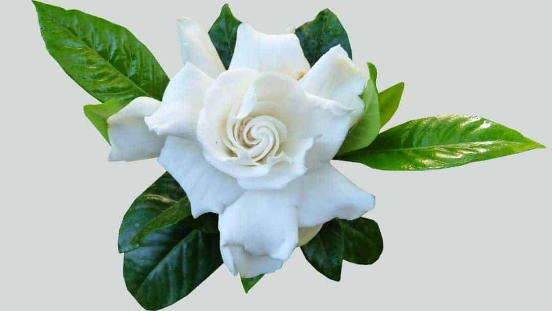 Gardenias