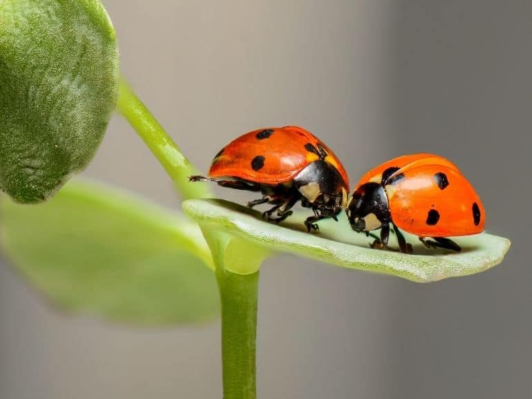 5 Good Bugs Around Your House You Should Avoid Killing