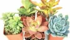 live plants cacti soil mix