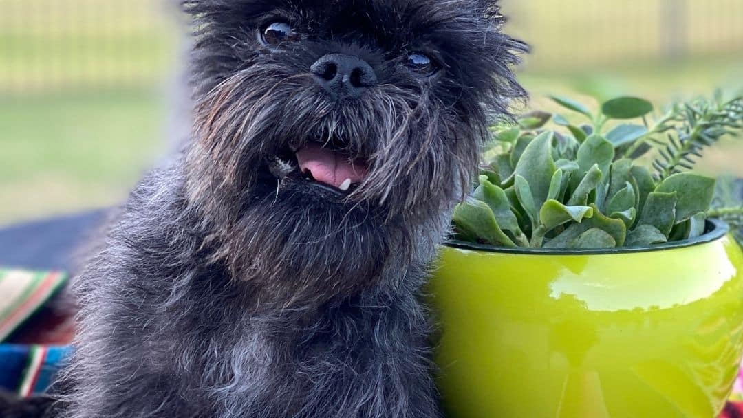 A picture of a small dog next to a succulent plant in a yellow pot - Not what people mean when they say 'succulent pup' but this article would not be complete without our furry friend here!