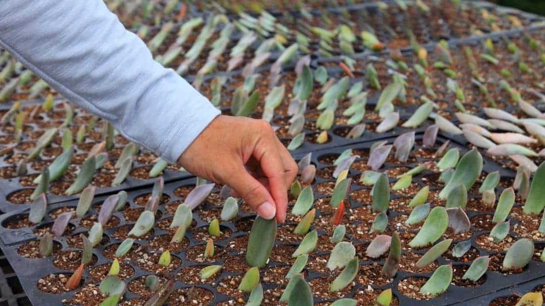 Planting the leaves of new offsets in soil.