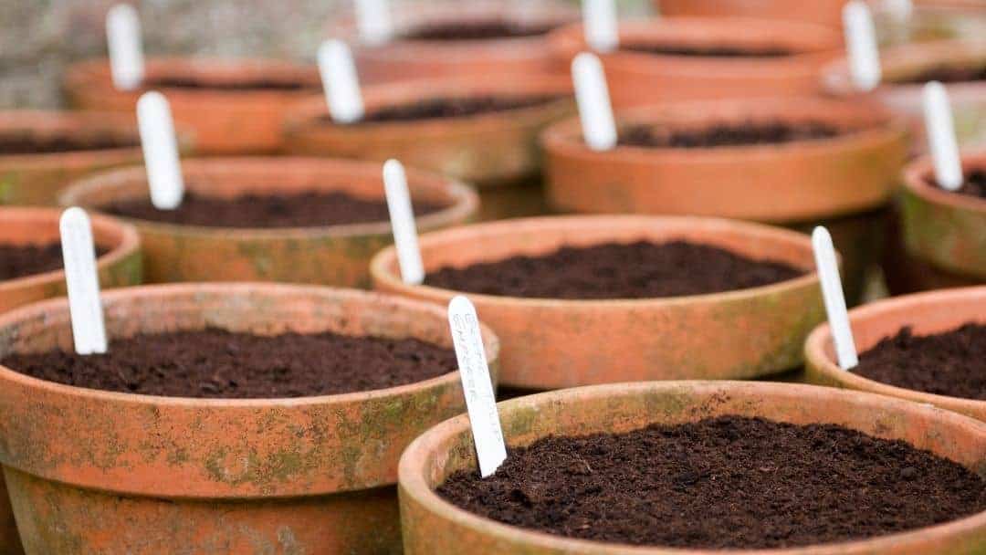 Flower pots for growing succulent and cacti.