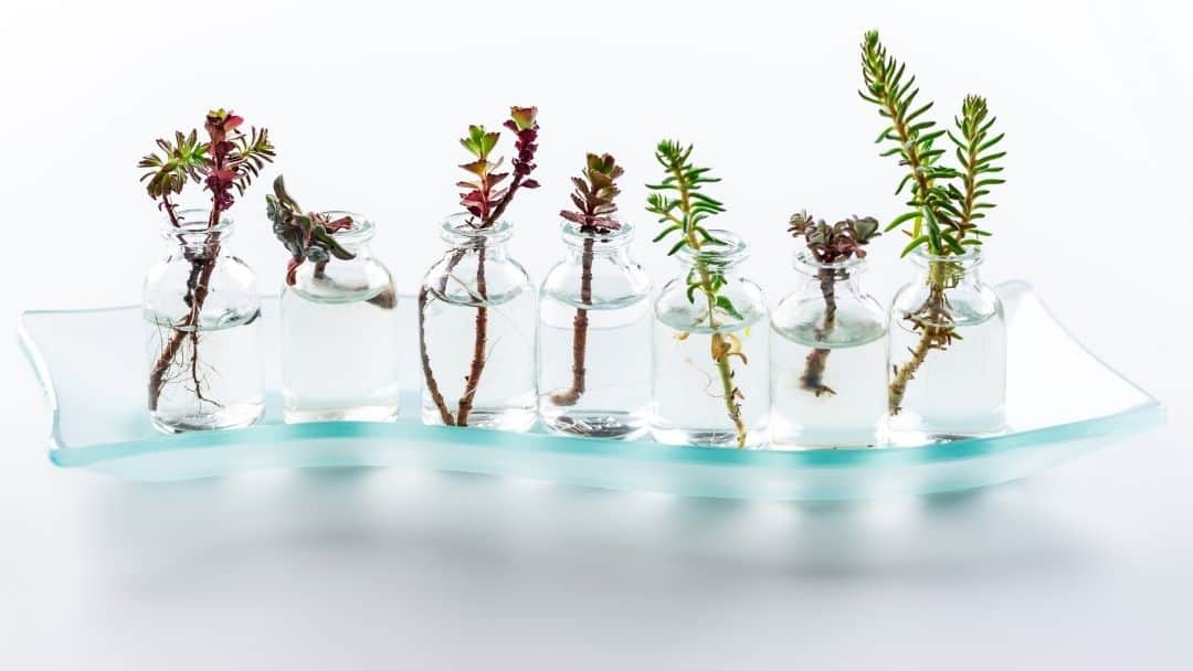 propagating several succulent cuttings in clear water