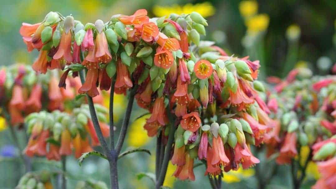 Close up image of a succulent plant.