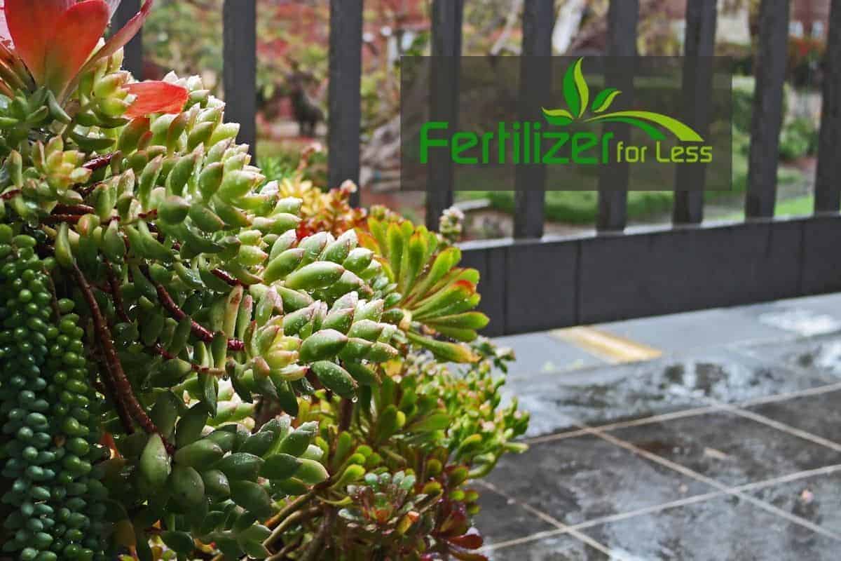 A succulent garden on a balcony