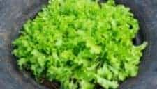 Edible greens in a tire planter.