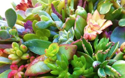 Why are the Leaves on my Succulent Shriveled?