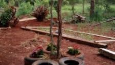 tree protection from tires Using old tires to protect growing trees.