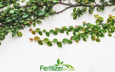 Choosing the Right Climbing Plants for Your Property