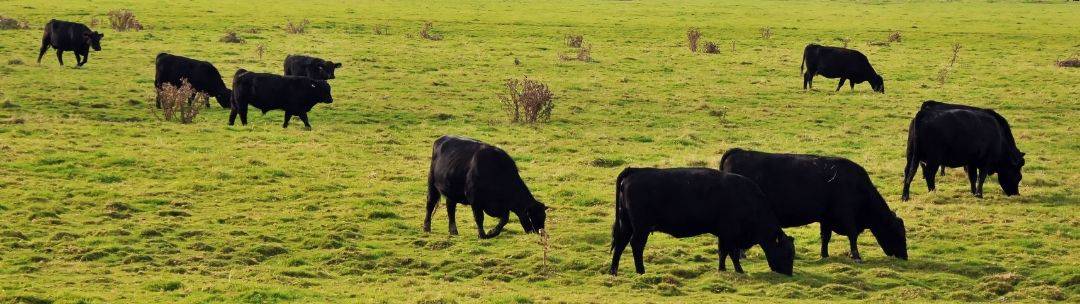 Cows grazing on fresh pasture