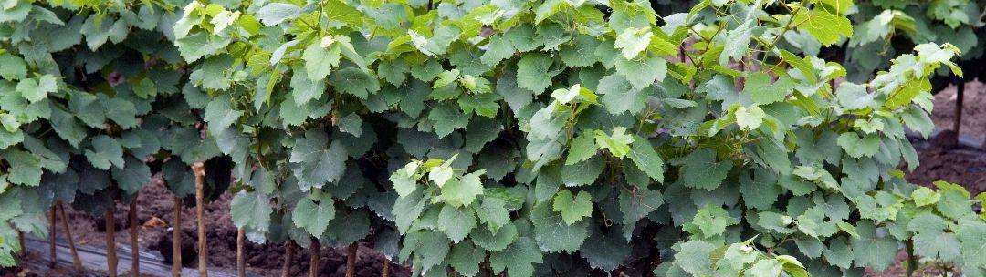 ivy cuttings