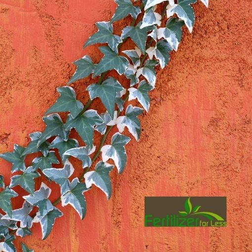 Ivy growing up a red exterior wall.