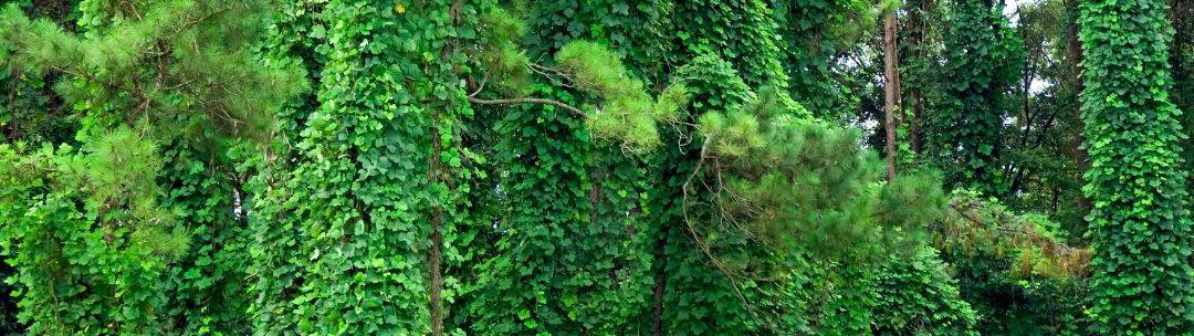 kudzu vines