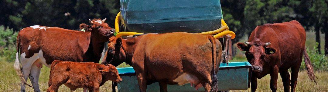 livestock feeding in a field