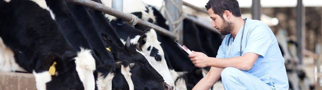 A veterinarian working with cattle on a farm.