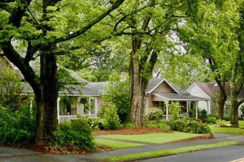 A front yard with lots of trees