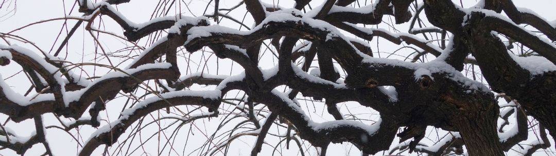 Snow covered branches Snow covered branches