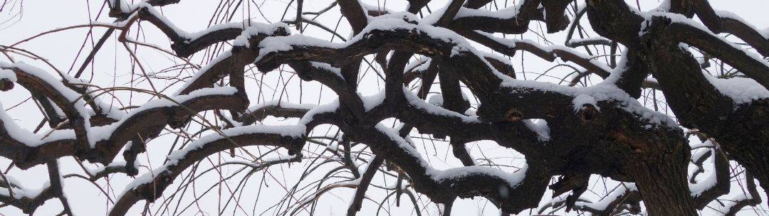 Snow covered branches