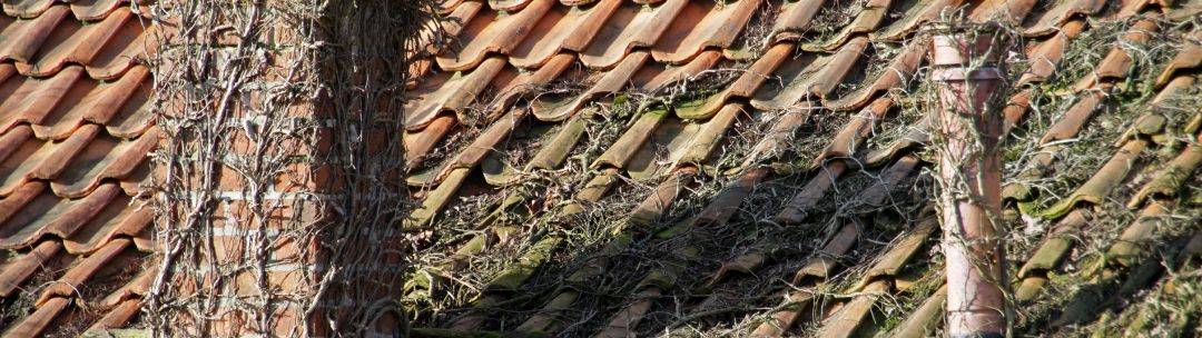 vines on a roof