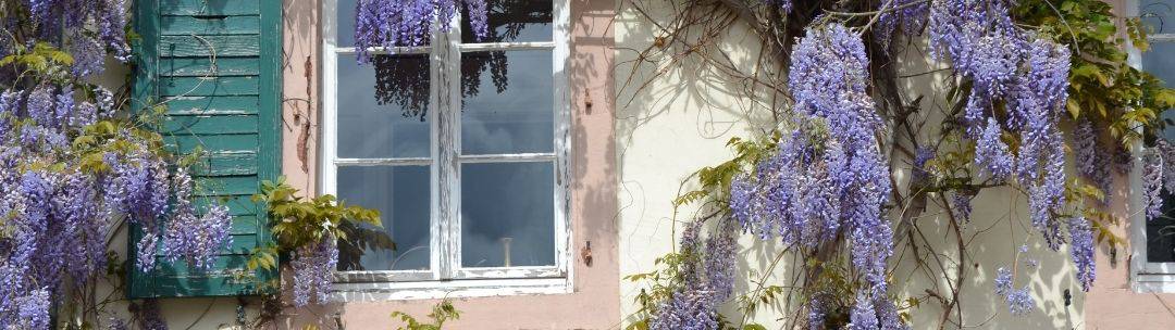 wisteria wisteria