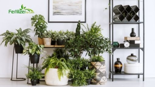 A decorative image of several houseplants against an interior wall.